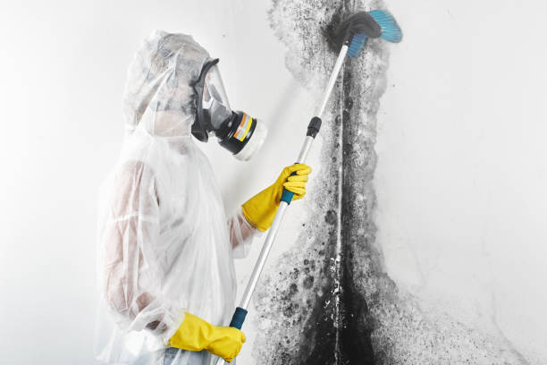 Professional Mold Removal in Verdi, NV